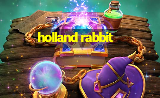 holland rabbit