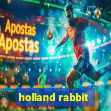 holland rabbit