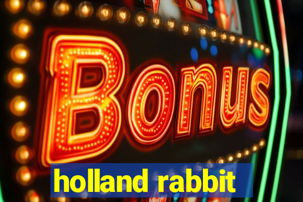 holland rabbit