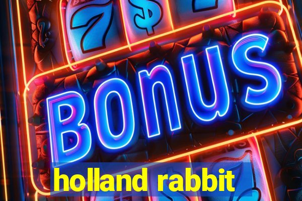 holland rabbit