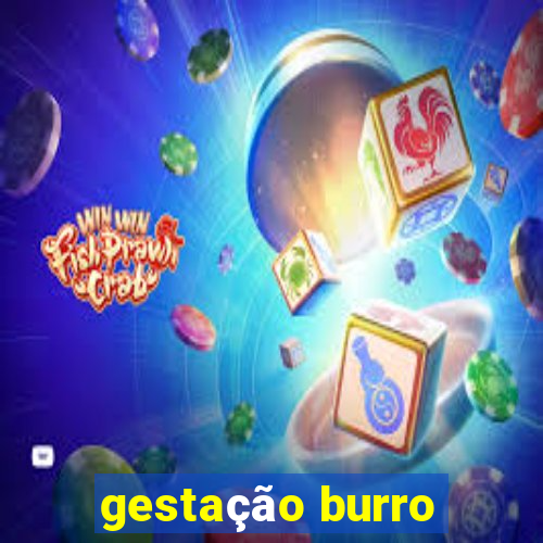 gestação burro