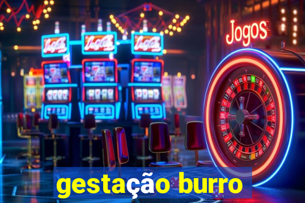 gestação burro