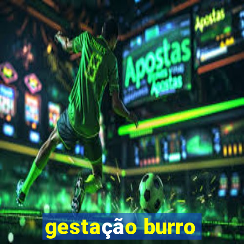 gestação burro