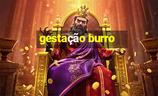 gestação burro