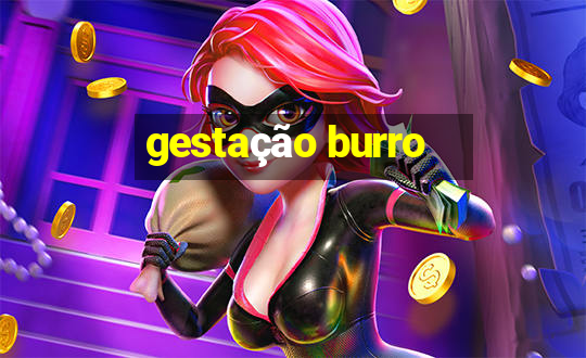 gestação burro