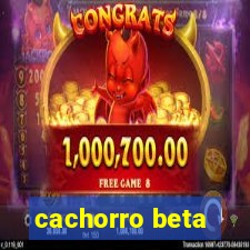 cachorro beta