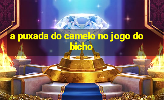 a puxada do camelo no jogo do bicho