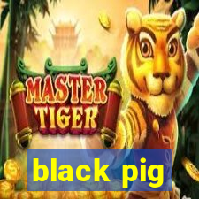 black pig