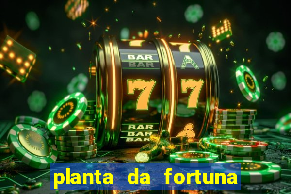 planta da fortuna e felicidade