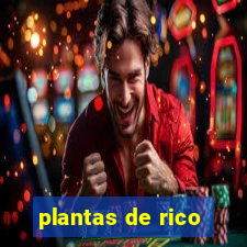 plantas de rico