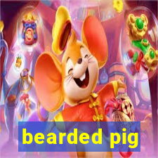 bearded pig