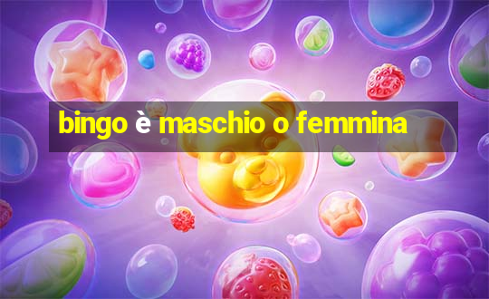 bingo è maschio o femmina