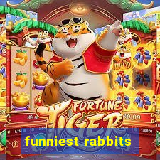 funniest rabbits