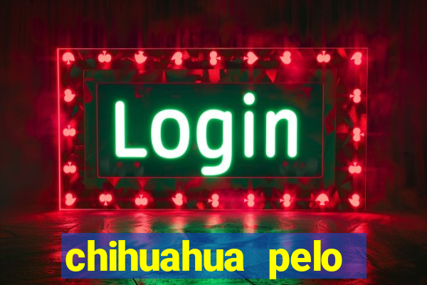 chihuahua pelo longo preço