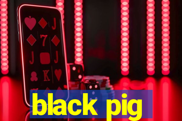 black pig