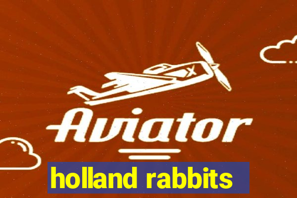 holland rabbits