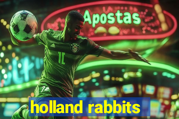 holland rabbits