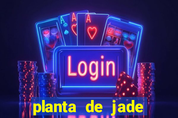 planta de jade significado espiritual